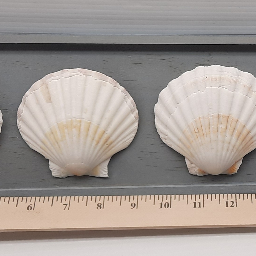 Shell Art